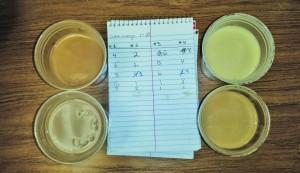 A look at the four coffee samples and rankings completed by Scribe staff members. Megan Lunsford | The Scribe