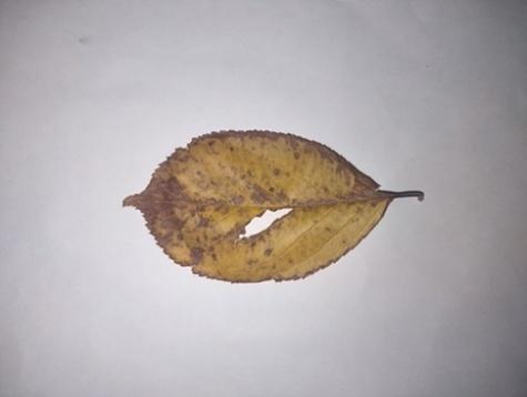 A leaf on a white surface

Description automatically generated with low confidence