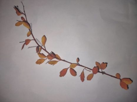 A picture containing indoor, accessory Description automatically generated
