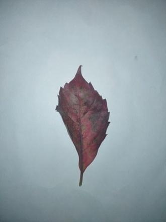 A red leaf on a white background

Description automatically generated