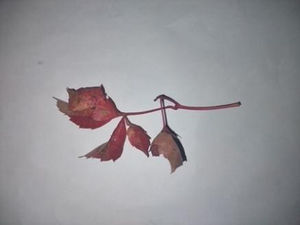 A red leaf on a white surface

Description automatically generated with medium confidence