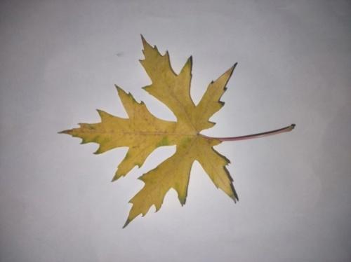 A yellow leaf on a white surface

Description automatically generated with medium confidence