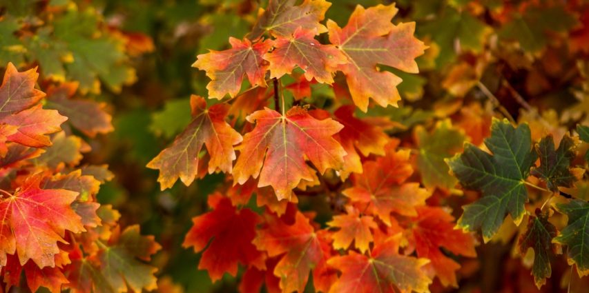 A group of colorful leaves Description automatically generated with low confidence