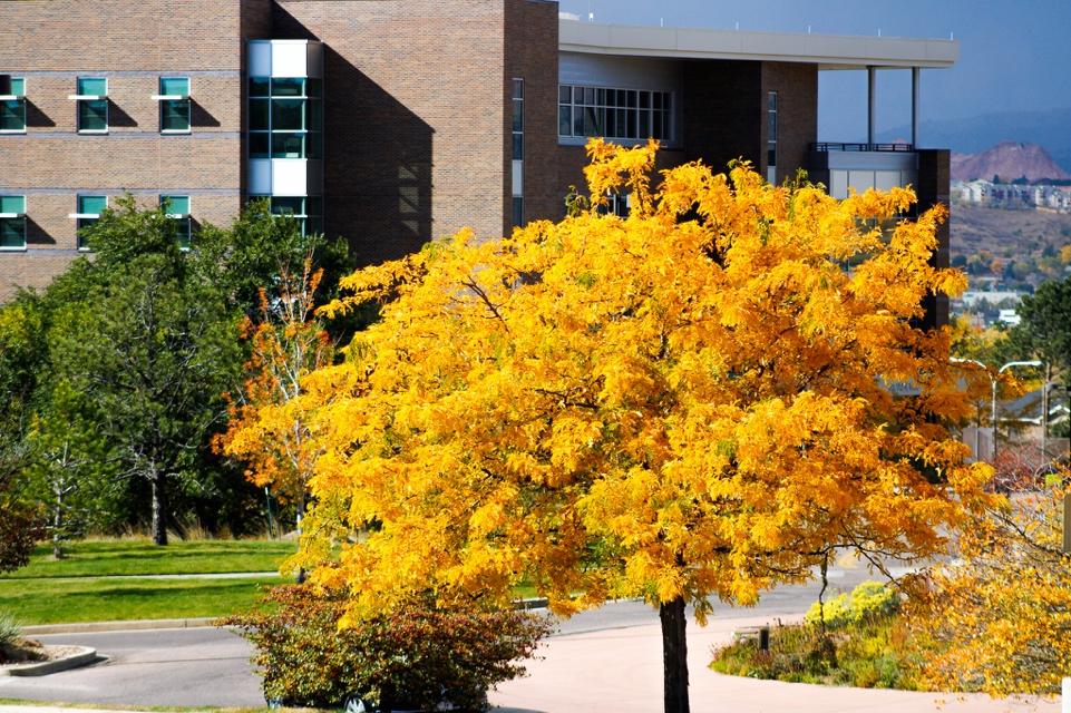 A tree with orange leaves in front of a building

Description automatically generated with medium confidence
