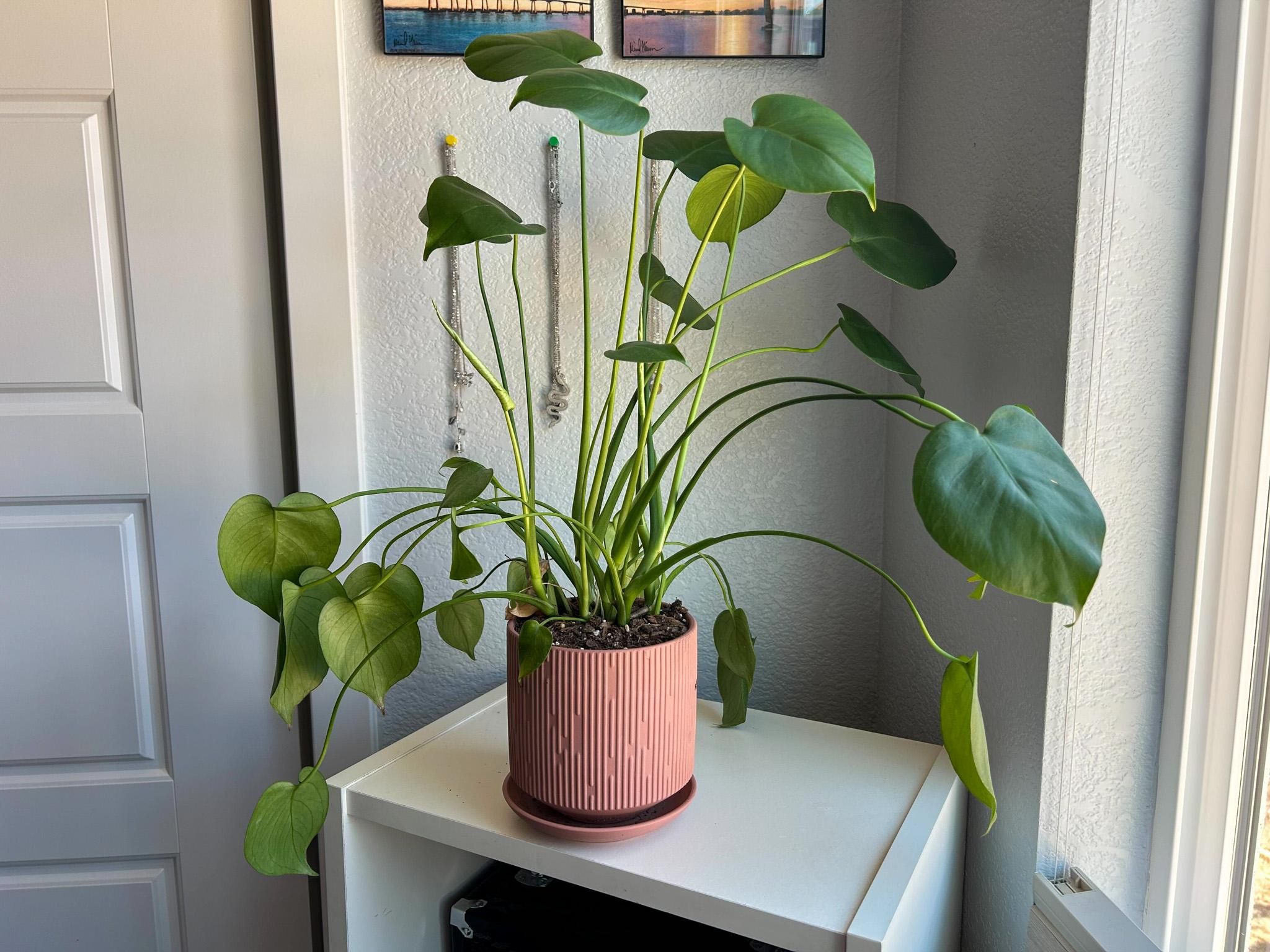 OPINION | Every student needs a plant in their dorm room - The Scribe